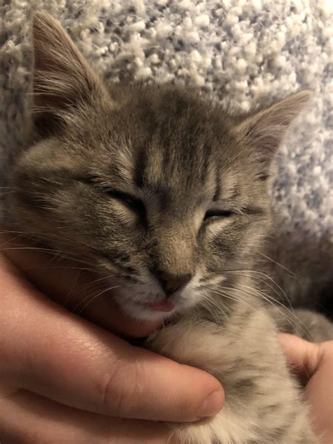 My Girlfriend’s 3 Month Old Kitten With The Tiniest Blep R Blep