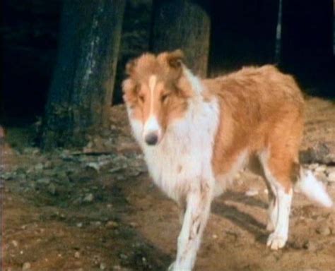 Lassie 1954