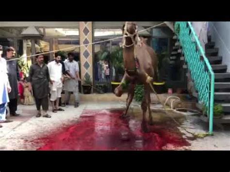 Killing someone unintentionally or in mitigating circumstances. Camel Qurbani | Camel Sacrifice Eid Ul Adha 2018 - YouTube