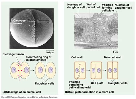 How do animal cells divide. How Cells Divide