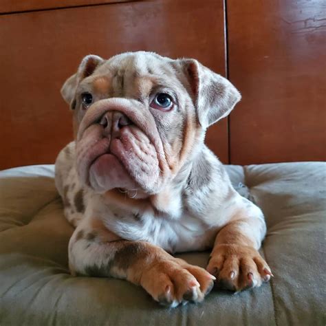 9 Things You Should Know Before Buyingadopting A Merle English Bulldog