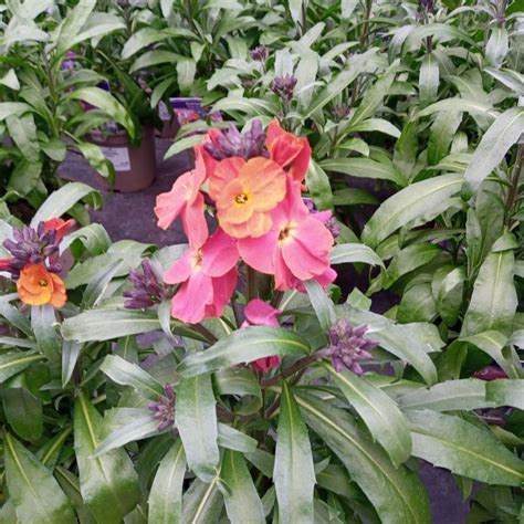 Erysimum Winter Orchid 1l Coolings Garden Centre