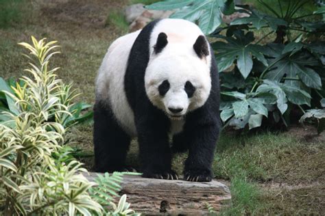 Giant Pandas No Longer Endangered The Scroll