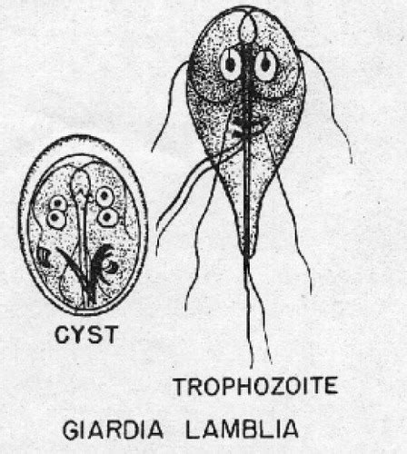 giardia lamblia morfología My XXX Hot Girl