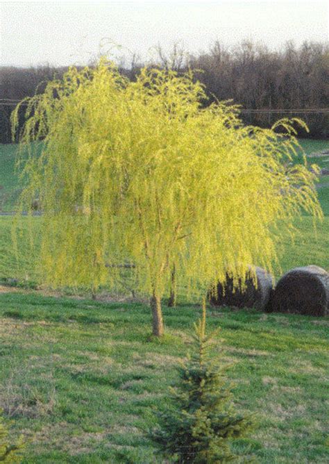 Cuttings Niobe Golden Weeping Willow Tree Fast Growing Trees Etsy