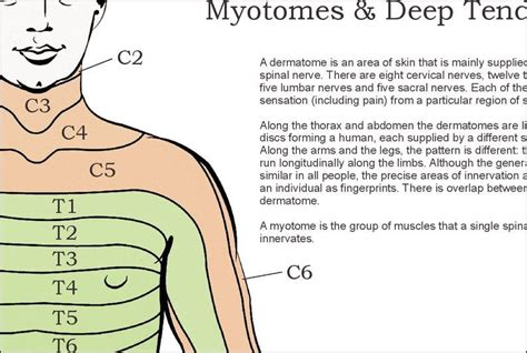 Dermatomes Myotomes And Dtr Poster X Chiropractic Etsy In