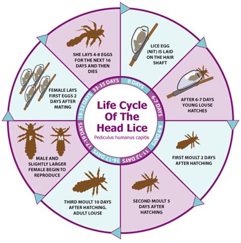 Life Cycle Of Lice Organic Lice Guru Lice Treatment And Lice