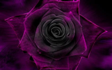 Pink And Black Flower Wallpapers Wallpaper Cave