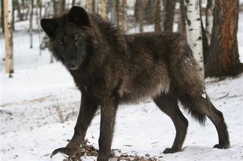 Wolf Hybrid My Dog Breeders Part 159