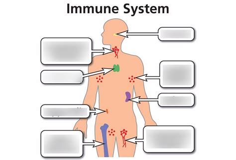 Chapter 6 Lymphatic And Immune System Diagram Quizlet