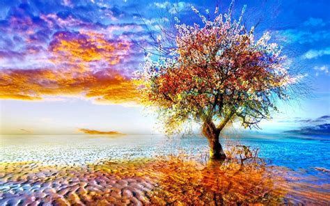 Nature Tree Hd Wallpaper