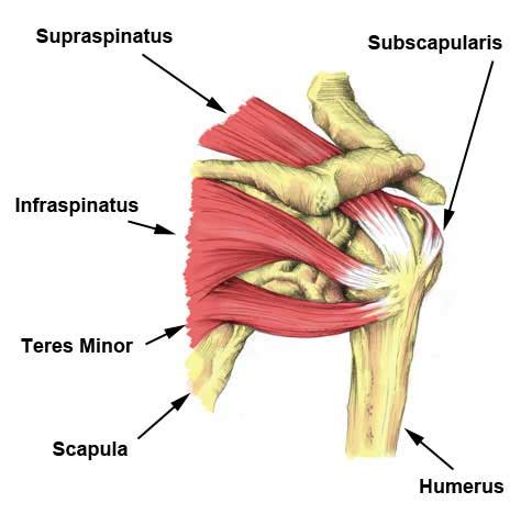 1, biceps tendon, long head. Rotator Cuff Strain - Symptoms, Causes, Treatment and ...