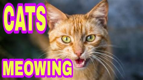 Cats Meowing Youtube