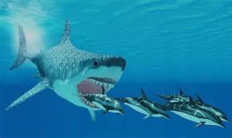 Revelan El Tamaño Real Del Megalodón El Tiburón Prehistórico