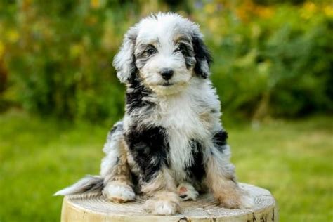 🥇 Aussiedoodle Breeders By State The Complete 2021 List