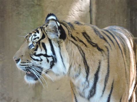 Sumatran Tiger Endangered Wildlife
