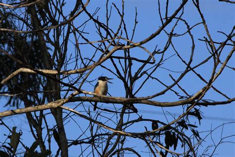 モリショウビンforest Kingfisher レッドドラゴンの鳥見旅行記