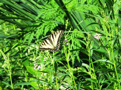 Butterflies Maine An Encyclopedia