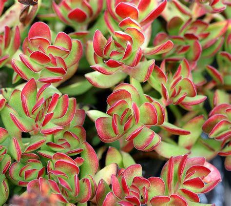crassula species ‘red edge has a low form with small chunky evergreen leaves beautifully