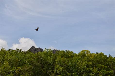 These majestic brown and white eagles are the official symbol of langkawi. PH's Travel Life .............. Country of Destination ...