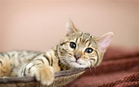 Download cool cat 1080p desktop wallpaper and 3d desktop backgrounds, screensavers, live background wallpapers for free listed above from the directory animals. Lovely Cat Wallpaper HD | PixelsTalk.Net