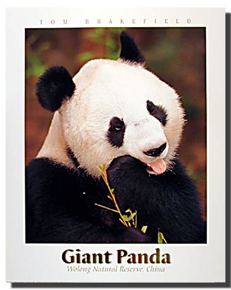 Giant Panda Print Poster Animal Posters Panda Posters