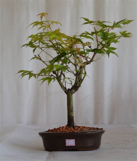 Bonsai Acer Palmatum Momiji 4 Anos Bonsai Arte Viva