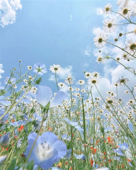 Blue Skies And A Field Full Of Daisies And Wild Flowers By Another