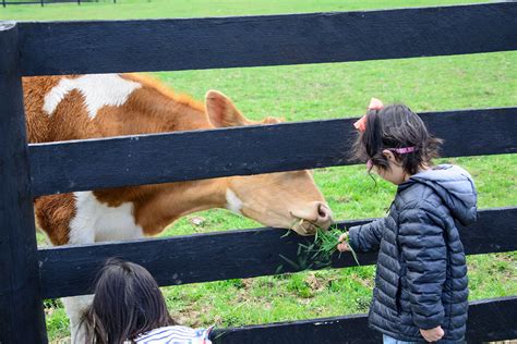 Where To See Exotic And Farm Animals In Nova And Nearby