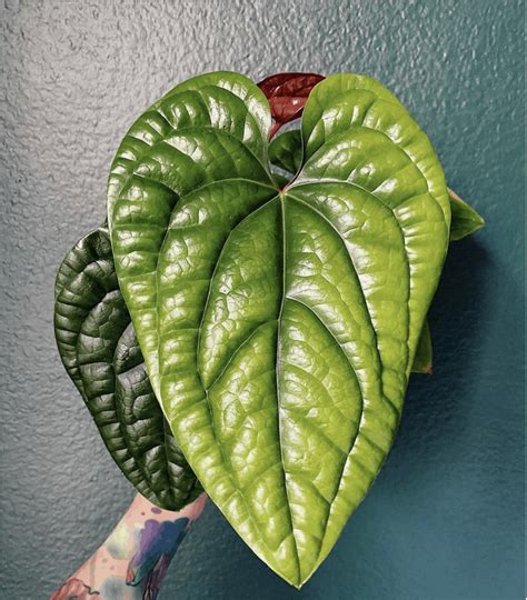 2 factors which affect the marijuana watering schedule. Anthurium Radicans Care - Top Tips Revealed | Plantophiles