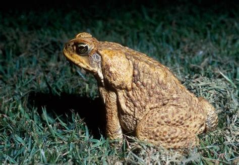 Species Profile—rhinella Marina Cane Toad Environment Land And