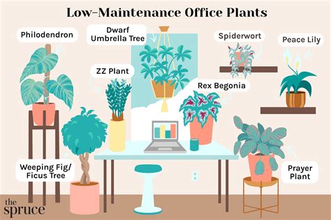 25 Best Low Maintenance Office Plants