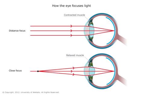 How The Eye Focuses Light Focus Light Science Light Activities
