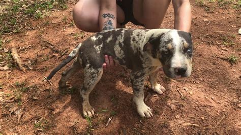Recently we were blessed with a litter of merle puppies off of the king of the beasts, sinister! Merle pitbull puppies for sale
