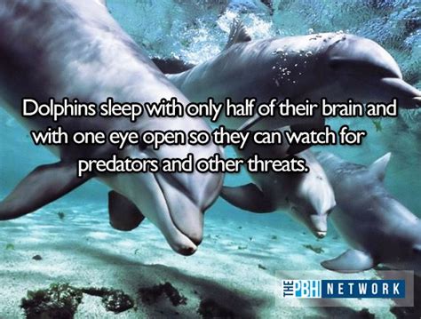 10 Amazing Facts About Ocean Animals 10 Pics Amazing
