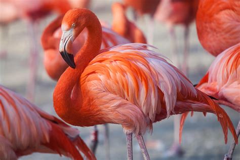 Free Photo Flamingo Animal Neck Stockimage Free Download Jooinn