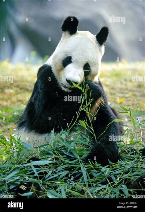 Portrait Of A Giant Panda Eating Bamboo Shoots Stock Photo Alamy