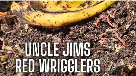 Red Worms Uncle Jims Worm Farm Red Wiggler Youtube