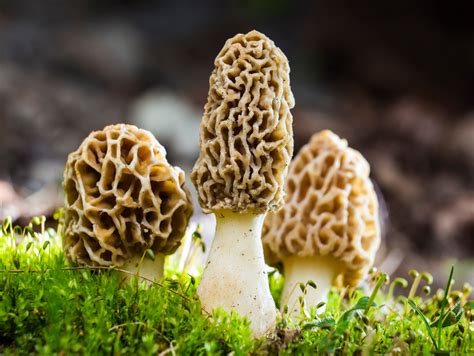 Growing Morel Mushrooms At Home Mother Earth News