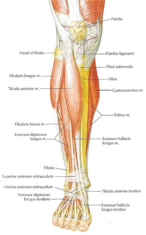 Front Lower Leg Muscles Lets Work Our Way Through Some Lower Limb