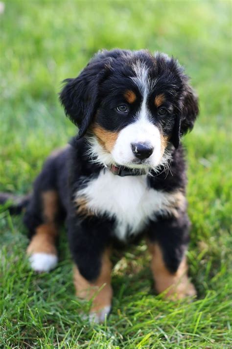 Bernese Mountain Dogs Tips Pet Photography In 2020 Mountain Dogs