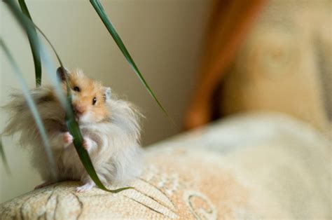 Adorable Hamsters That Are Too Cute For Words 30 Pics