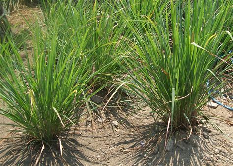 Cabut batang serai yang posisinya terluar. Peluang Usaha Budidaya Serai dan Analisa Usahanya - Agrowindo