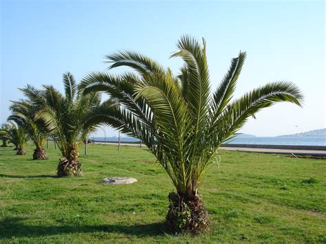 Free Small Palm Tree Stock Photo