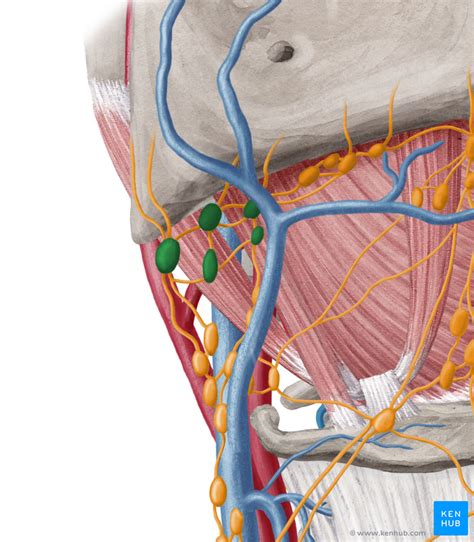 Submandibular Triangle Anatomy And Clinical Notes Kenhub