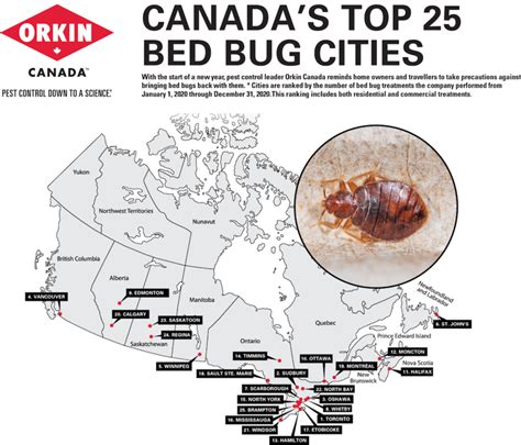 Vancouver Ranks 4 Most Bed Bug Infested City In Canada New West Record