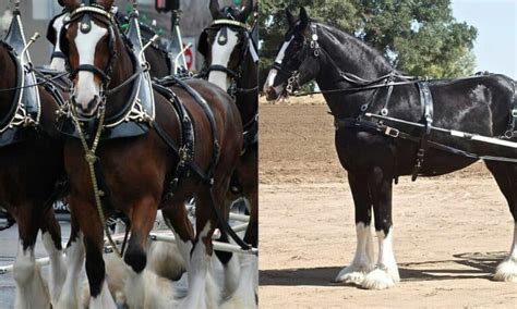 Shire Horse Vs Clydesdale Comparison The Horse And Stable