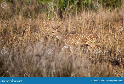 Spotted Deer Stock Image Image Of Grassland Horns 269518473