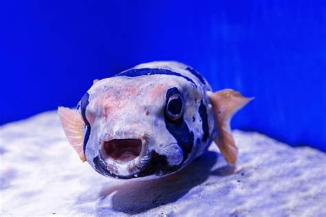 Premium Photo Macro Photography Underwater Pufferfish Gray