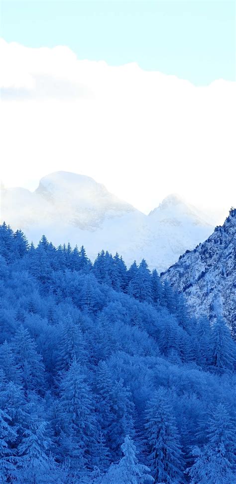 1440x2960 Mountains Snow Fir Forest Winter Samsung Galaxy Note 98 S9